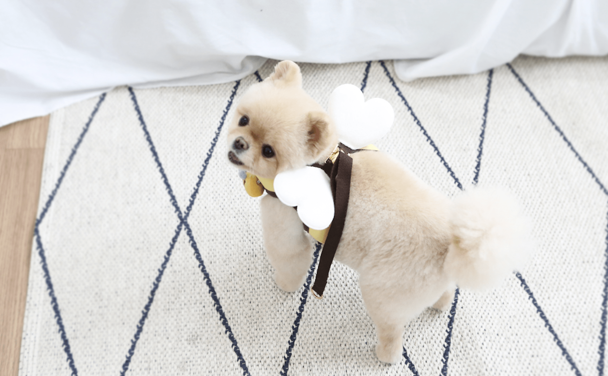 Bee harness - Image 3