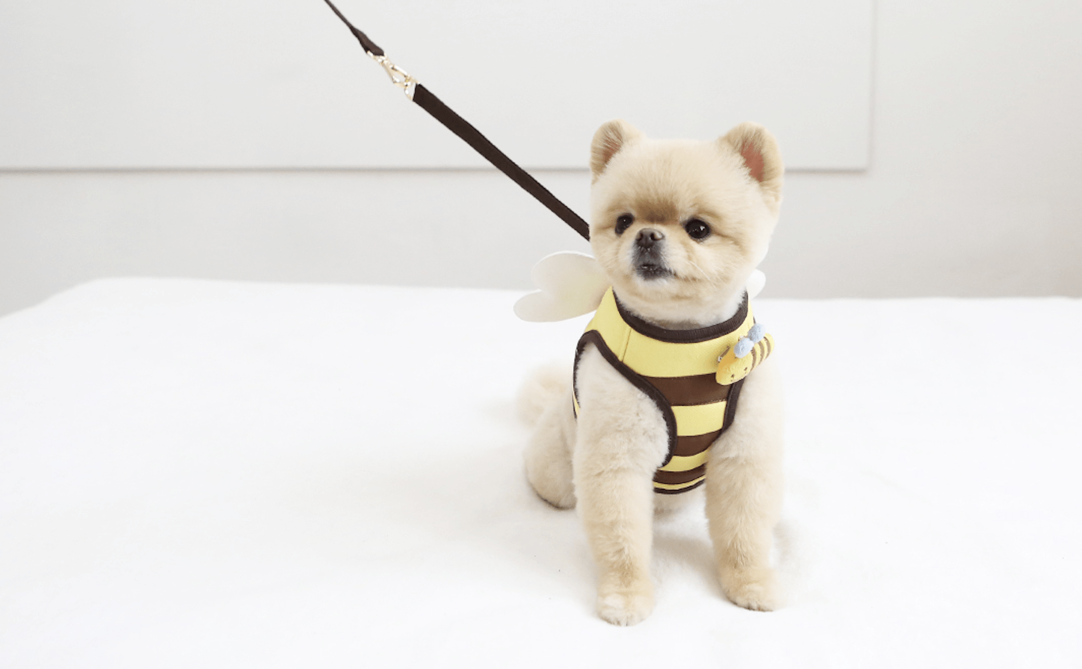 Bee harness - Image 2