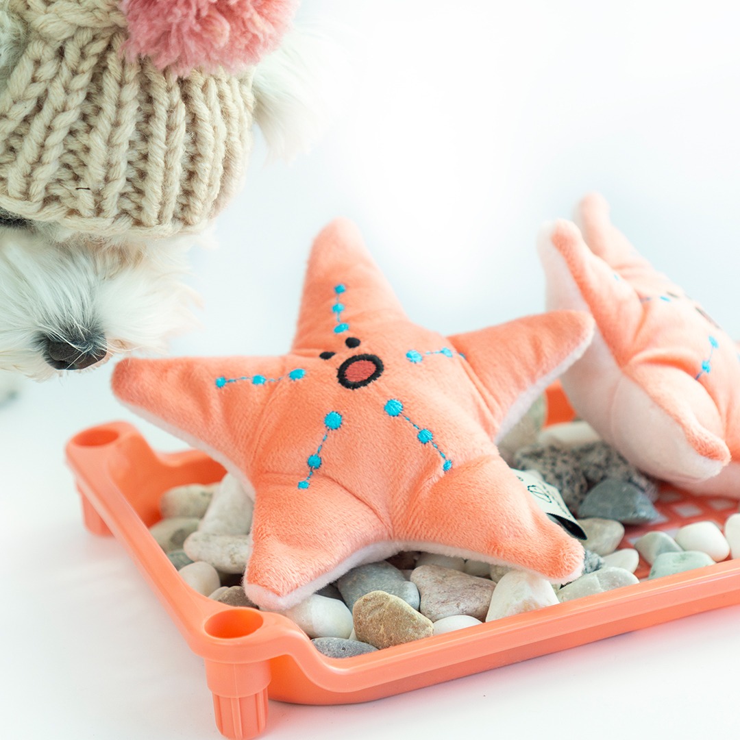Starfish - Image 3