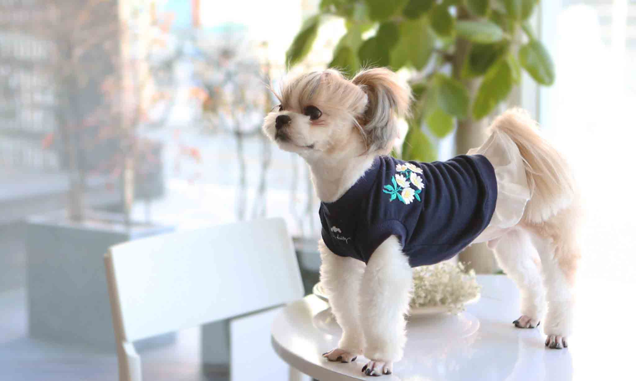 T-shirt daisy perfume - Image 4